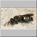 Nysson trimaculatus - Grabwespe 04a 7mm OS-Hasbergen Lehmhuegel.jpg